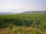 40 000sq.m bargain agricultural land